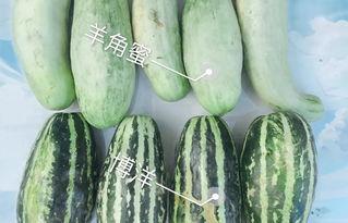 西安吃瓜网红是谁啊,揭秘西安网红“吃瓜达人”之谜